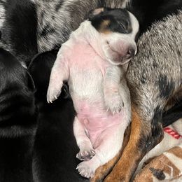 Dachshund Puppies from Whispering Willow Dachshunds