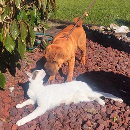 Chinese Shar-Pei Puppies from Sunspire Shar-Pei