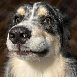 Australian Shepherd All Grown Up from K & R Australian Shepherds