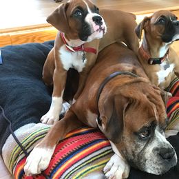 Boxers from Chippewa Valley Boxers