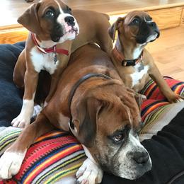Boxers from Chippewa Valley Boxers