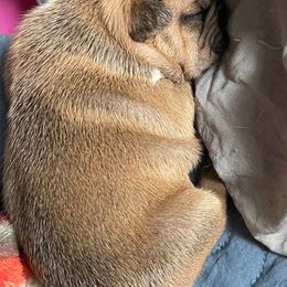 French Bulldogs from Tereca's French Bulldogs