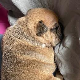 French Bulldogs from Tereca's French Bulldogs