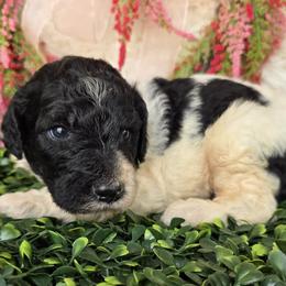 Blue collar - Parti male Poodle puppy in Spring Branch, Texas from Bear Hills kennel