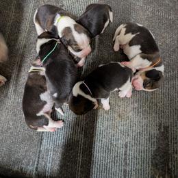 Indigo - Black tan and white female Beagle puppy in Vallejo, California from Tailwindfarm