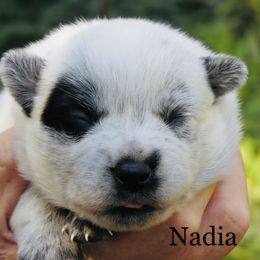 Nadia - Blue female Australian Cattle Dog puppy in Redding, California from Lone Pine Kennel