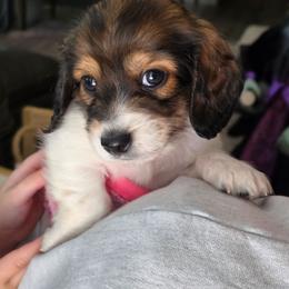 Zoro - Piebald male Dachshund puppy in Temple, Texas from Wiener Works Co.