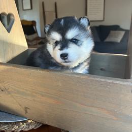 Driggs - Black and white male Pomsky puppy in Rathdrum, Idaho from Smart Pomskies and Frenchies