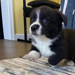 Pembroke Welsh Corgis from Gateway Farm