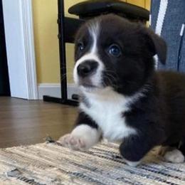 Pembroke Welsh Corgis from Gateway Farm
