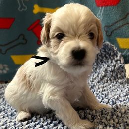 Black tie - Parti male Maltipoo puppy in Clarksville, Tennessee from Bee Mine Poodles, Doodles and Pomeranians