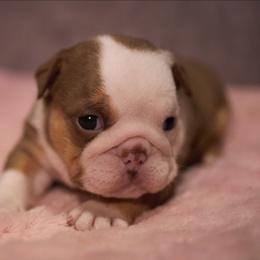 Paprika - Chocolate tri-color female Bulldog puppy in Warsaw, New York from Hillview Kennels