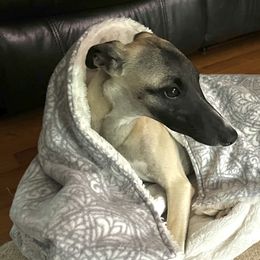 Girl 3 - Fawn Whippet puppy in Beaver, Pennsylvania from All'aria Whippets