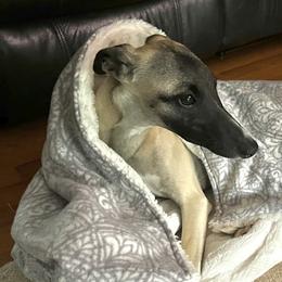 Girl 3 - Fawn Whippet puppy in Beaver, Pennsylvania from All'aria Whippets