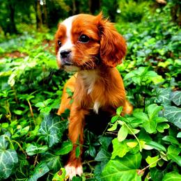 Bendi - Ruby female Cavalier King Charles Spaniel puppy in Watsontown, Pennsylvania from Huntsman Cavaliers