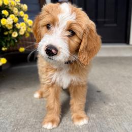 Zero - Red male Bernedoodle puppy in Springville, Utah from Oodles of Bernedoodles