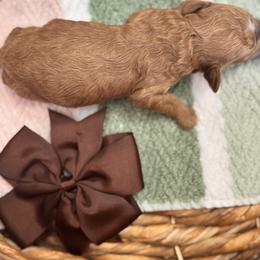 Sunny - Red  female Goldendoodle puppy in Alamance County, North Carolina from Doodle Squad Puppies