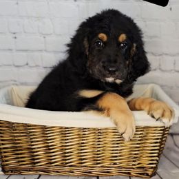 Piper - Black female Saint Berdoodle puppy in Battle Ground, Washington from Mad Hatter Farms Saint Berdoodles