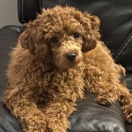 Assorted Doodle Crosses and Poodles from Merlin’s Kennel