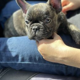 Boston Terrier and French Bulldog Puppies from High Plains