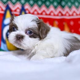 Teddy - Cream and white male Shih Tzu puppy in Montrose, Colorado from Nana's Happy Pups