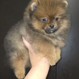 Sexy Red - Red sable male Pomeranian puppy in Meherrin, Virginia from Traveling Poms