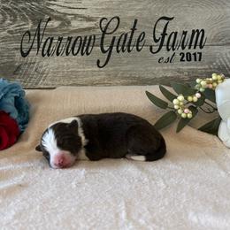 Cody - White and red male Border Collie puppy in Moody, Texas from Narrow Gate Farm