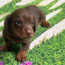 Rocco - Chocolate and tan male Dachshund puppy in Huffman, Texas from Alex's Dachshunds