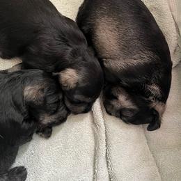Girl 2 - Salt and pepper female Miniature Schnauzer puppy in Newfane, New York from Vaquera Miniature Schnauzers