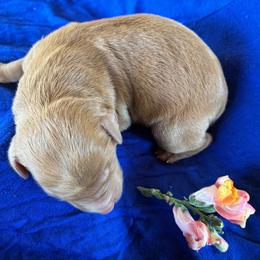 Caramel - Caramel red female Labradoodle puppy in Montrose, Colorado from Ithilien Labradoodles
