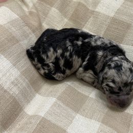 Daisy - Merle female Labradoodle puppy in Bruceton Mills, West Virginia from Adonai Ra'ah Farms