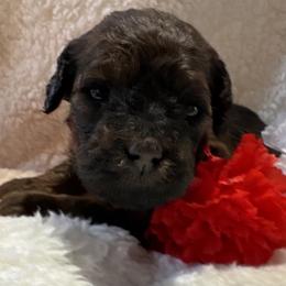 1st Pick Male Puppy - Red  male Poodle puppy in Canfield, Ohio from Poo's Doo's & Inu's