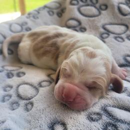 Girl- (Reserved) - Red and white female Basset Hound puppy in Lumberton, Mississippi from Freeman's Floppy Eared Bassets