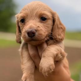 Boy 2 - Red male Dachshund puppy in Conway, Missouri from Ozark Mountain Kennel