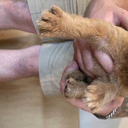 Boy 3 - Labradoodle puppy in Sandy, Utah from Vals Doodles