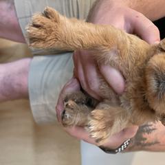 Boy 3 - Labradoodle puppy in Sandy, Utah from Vals Doodles