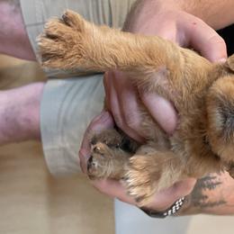 Boy 3 - Labradoodle puppy in Sandy, Utah from Vals Doodles