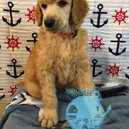Poodle Puppies from Shallow Bay Standard Poodles