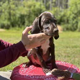 Boy 1 - Liver German Shorthaired Pointer puppy in Jacksonville, Florida from Good-Times K9