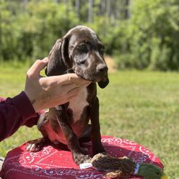 Boy 1 - Liver German Shorthaired Pointer puppy in Jacksonville, Florida from Good-Times K9