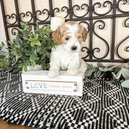 Reece's Pieces - Parti female Goldendoodle puppy in Beaver, Utah from Rocky Ridge Ranch