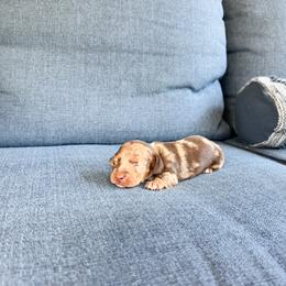 Skittles - Dapple male Dachshund puppy in Salters, South Carolina from Long-Pine Dachshund