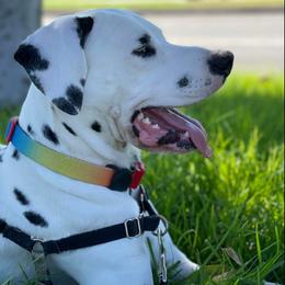 Dalmatian All Grown Up from Gateway Farm Dalmatians