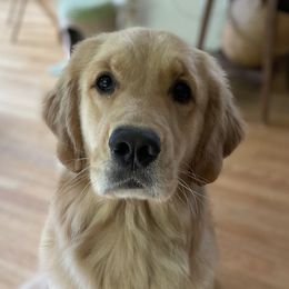 Golden Retrievers from LeBeau Goldens of Maine
