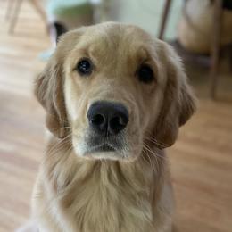 Golden Retrievers from LeBeau Goldens of Maine