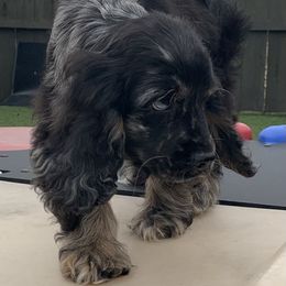 Catahoula Leopard Dog and Cocker Spaniel Puppies from Rich Cat’s