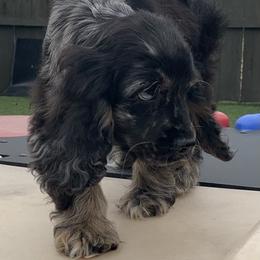 Catahoula Leopard Dog and Cocker Spaniel Puppies from Rich Cat’s