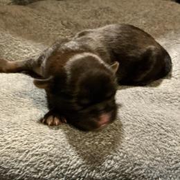 Rowan - Brindle male Shih Tzu puppy in Pleasant Shade, Tennessee from Kuntry Tyme Shih Tzu