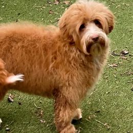 Granola - Australian Labradoodle