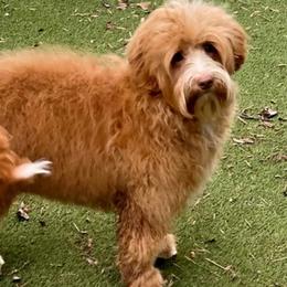 Granola - Australian Labradoodle